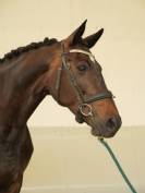 Super gentille jument de dressage pour amateur 