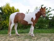 Ponette B pottock plein papier 