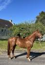Cheval de 4 ans 