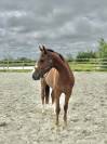 Hongre 4 ans SFO, polyvalent 