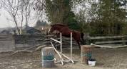 Hongre 4 ans SFO, polyvalent 