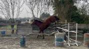 Hongre 4 ans SFO, polyvalent 