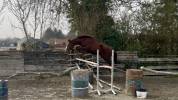 Hongre 4 ans SFO, polyvalent 