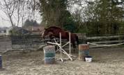 Hongre 4 ans SFO, polyvalent 