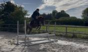 Hongre 4 ans SFO, polyvalent 