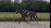 Hongre 4 ans SFO, polyvalent 