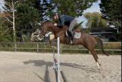 Hongre 4 ans SFO, polyvalent 