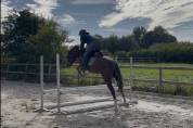 Hongre 4 ans SFO, polyvalent 