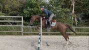 Hongre 4 ans SFO, polyvalent 