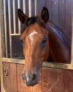 Jolie ponette pour repro et/compagnie