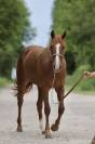 Jument Quarter Horse