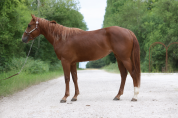 Jument Quarter Horse