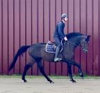 Magnifique, Jument, 8 ans, +-1m64, bwp