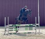 Magnifique, Jument, 8 ans, +-1m64, bwp