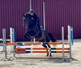 Magnifique, Jument, 8 ans, +-1m64, bwp
