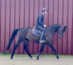 Magnifique, Jument, 8 ans, +-1m64, bwp