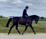 Magnifique, Jument, 8 ans, +-1m64, bwp