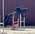 Magnifique, Jument, 8 ans, +-1m64, bwp