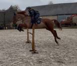 Jument &agrave; vendre Trotteuse fran&ccedil;aise de 8 ans 