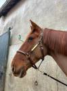 Jument &agrave; vendre Trotteuse fran&ccedil;aise de 8 ans 