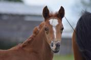Foal PFS