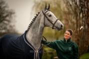 Hongre 5 ans Cornet Oblolensky x Paloubet 