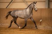 Hongre 5 ans Cornet Oblolensky x Paloubet 