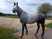 Hongre 5 ans Cornet Oblolensky x Paloubet 