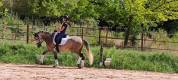 Jument Lusitanienne 9 ans 