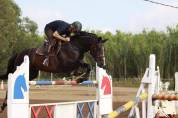 Cheval &agrave; donner ( 200&euro; pour la validation)