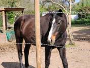 Cheval &agrave; donner ( 200&euro; pour la validation)