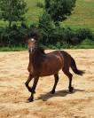 Poulain m&acirc;le bai Welsh Part-Bred, n&eacute; en avril 2025