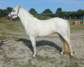 Connemara femelle 9 ans