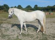 Connemara femelle 9 ans