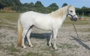 Connemara femelle 9 ans