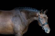 Mare KWPN Dutch Warmblood For sale 2022 Dark Bay