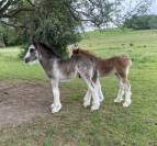 Poulains Irish Cob PP 