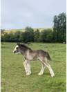 Poulains Irish Cob PP 
