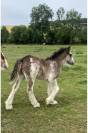 Poulains Irish Cob PP 