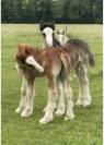 Poulains Irish Cob PP 