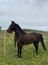 Hongre 5ans SF