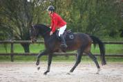 Hongre 5ans SF