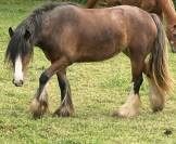 Jument Irish Cob 4 ans 