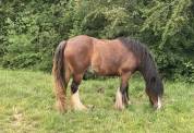 Jument Irish Cob 4 ans 