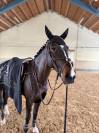 Magnifique jument de 6 ans 