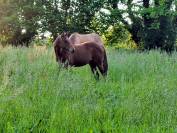 Pouliche Quarter Horse PP 2025