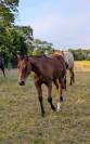 Pouliche Quarter Horse PP 2025