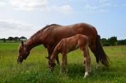 Pouliche Quarter Horse PP 2025