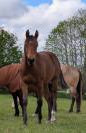 Pouliche Quarter Horse PP 2025