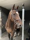 Hongre pour balade ou compagnie